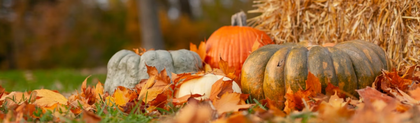 Autumn Pumpkins